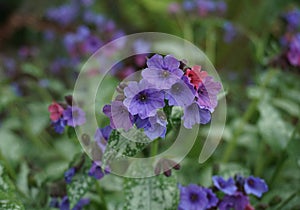 Vivid and bright pulmonaria flowers on green leaves background