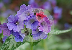 Vivid and bright pulmonaria flowers on green leaves background