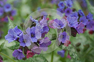Vivid and bright pulmonaria flowers on green leaves background