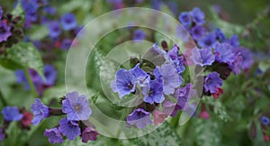 Vivid and bright pulmonaria flowers on green leaves background