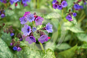 Vivid and bright pulmonaria flowers on green leaves background.