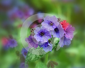 Vivid and bright pulmonaria flowers on green leaves background close up.