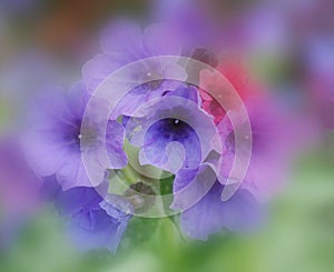 Vivid and bright pulmonaria flowers on green leaves background close up.