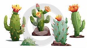 Vivid cactus flower illustrations blooming elegantly on a clean white background