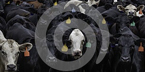 Vivid cattle banner tightly packed