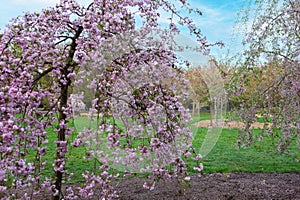 Vivid Cherry Blossoms Blooming at the Serene Park, Creating a Stunning Scene of Natures Beauty