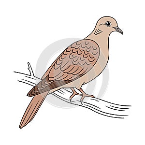 Vivid Cinnamon Ground Dove Bird Design