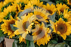 Vivid close up of beautiful sunflowers in full bloom, detailed view of vibrant yellow petals