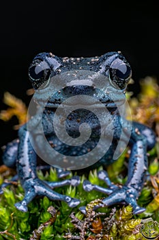 Vivid close up of dendrobates tinctorius azureus dart frog perched on lush green moss