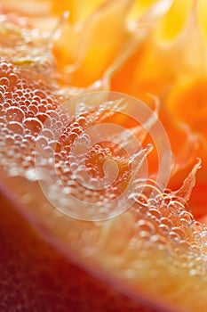 Vivid Close-up of Dew Drops on Flower Petals with Warm Backlight