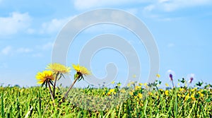 Vivid close up macro of grass field meadow with yellow dandelion in focus, blue sky in the background, isolated