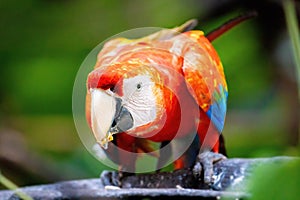 Vivid close up portrait of wild macaw ara red parrot photo