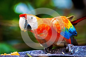 Vivid close up portrait of wild macaw ara red parrot photo