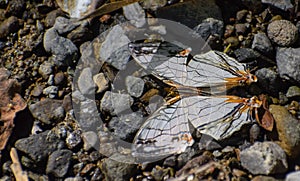 Vivid closeup of a Common Map butterfly in a puddling pose