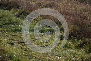 Vivid closeup shot of a lush green grassy field with a few blades standing tall