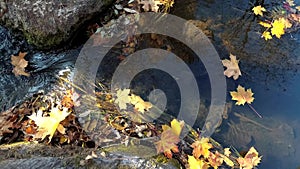 Vivid color leaves fall in river stream water between rocks