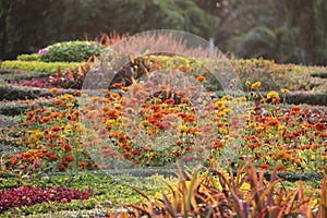 Vivid color of painterly glow of flower in the garden