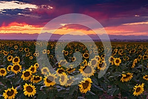 A Vivid Colorado Sunflower Sunset