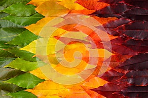 Vivid colorful autumn leaves gradient transition from green leaf to yellow and dark red, fall foliage pattern texture