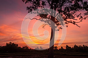 Vivid and colorful clouds with big tree silhouettes in the foreground.