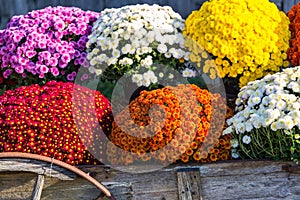 Vivid and Colorful Farm Mums