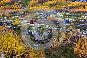 Vivid colorful vegetation on the slopes of the cliffs in the tundra