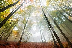 Vivid colors of autumn in the forest