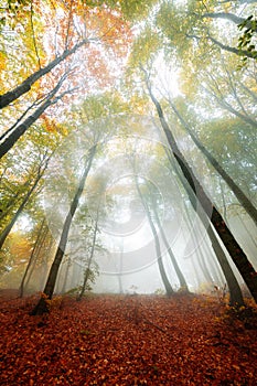 Vivid colors of autumn in the forest