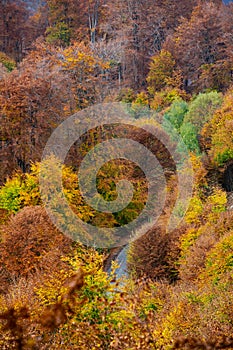 Vivid colors of autumn in the forest