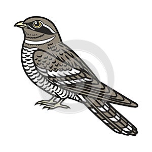 Vivid Common Nighthawk Bird Design photo