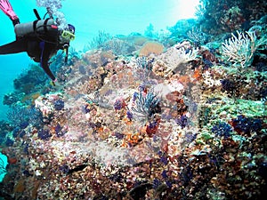 A Vivid Coral Reef in Banderas Bay near Puerto Vallarta, Mexico