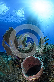 Vivid Coral Reefs under Sun Light in Bahamas Underwater