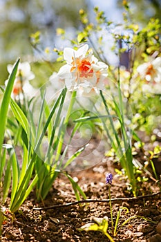 A vivid daffodil boasting an unusual orange center, illuminated by sunlight