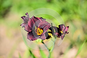 Vivid dark red Hemerocallis Siloam Paul Watts plant, know as daylily, Lilium or Lily plant in a British cottage style garden in a