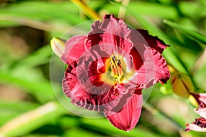 Vivid dark red Hemerocallis Siloam Paul Watts plant, know as daylily, Lilium or Lily plant in a British cottage style garden in a