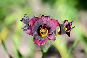 Vivid dark red Hemerocallis Siloam Paul Watts plant, know as daylily, Lilium or Lily plant in a British cottage style garden in a