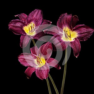 Vivid dark red Hemerocallis Siloam Paul Watts plants, know as daylily, Lilium or Lily plant - isolated on black background