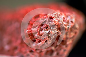 Vivid Depths: Macro Photo of Red Coral Reef