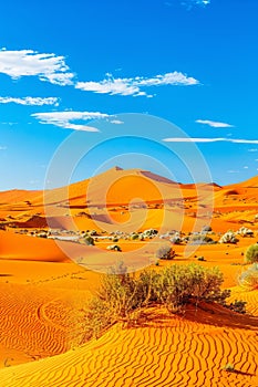 Vivid desert scenery with deep blue sky contrasting beautifully against the golden sands