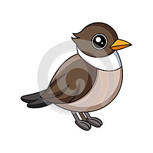 Vivid Eastern Phoebe Bird Design