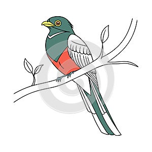 Vivid Elegant Trogon Bird Design