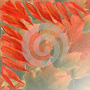 Vivid fall foliage background