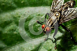 Vivid Flesh Fly (Sarcophaga  peregrina) on Green Leaf.