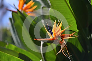 Vivid flower of Bird of Paradise