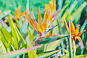 Vivid flower of Bird of Paradise or Strelitzia Reginae among leaves