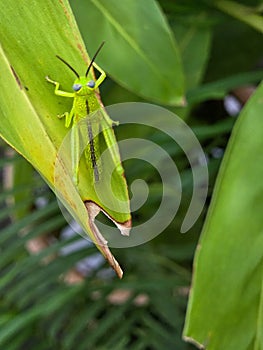 Vivid green grasshopper perched atop a broad leaf photo