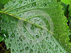 Vivid green leaf of Virginia creeper (Parthenocissus quinquefolia) sprinkled with rain. Detail