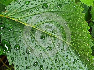 Vivid green leaf of Virginia creeper (Parthenocissus quinquefolia) sprinkled with rain. Detail photo
