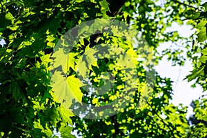 Vivid green maple leafs.