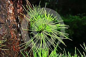 Vivid green needles of Pitch Pine coniferous tree, latin name Pinus Rigida, growing directly from wet trunk.